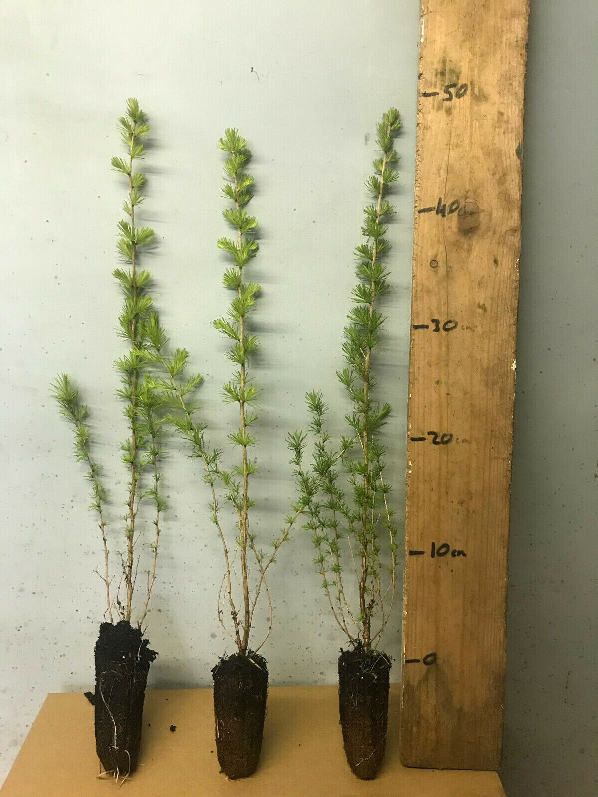 10 European Larch - Larix Eurolepsis - 40 - 60cm cell grown