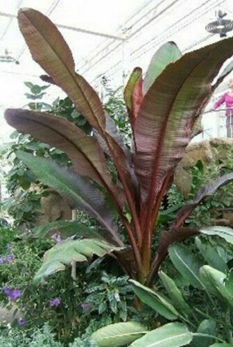 Ensete ventricosum Maurelii Red Leaf Banana Young Plant in 9cm Pot Fully Tracke