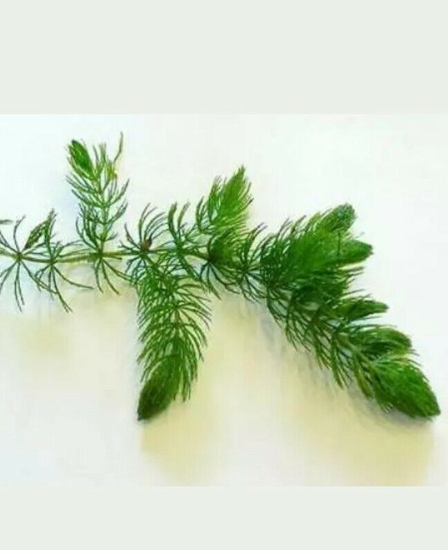 70g Hornwort Pond weed Aquarium Oxygenating Fish Tank Live Water Plant