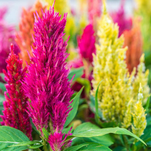 50 Rainbow Celosia Seeds Colourful British Cockscomb Plume Garden Flower to Grow