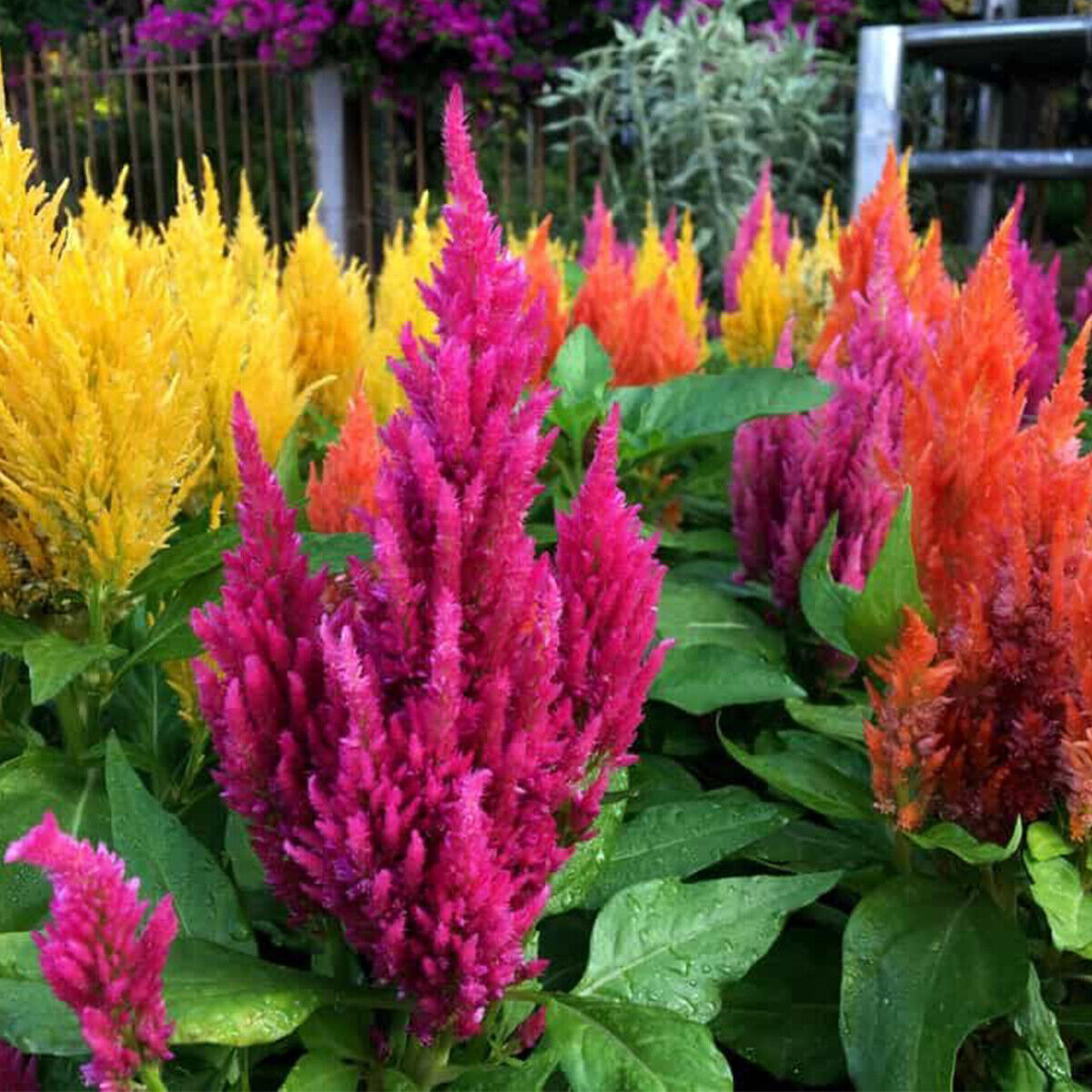 50 Rainbow Celosia Seeds Colourful British Cockscomb Plume Garden Flower to Grow