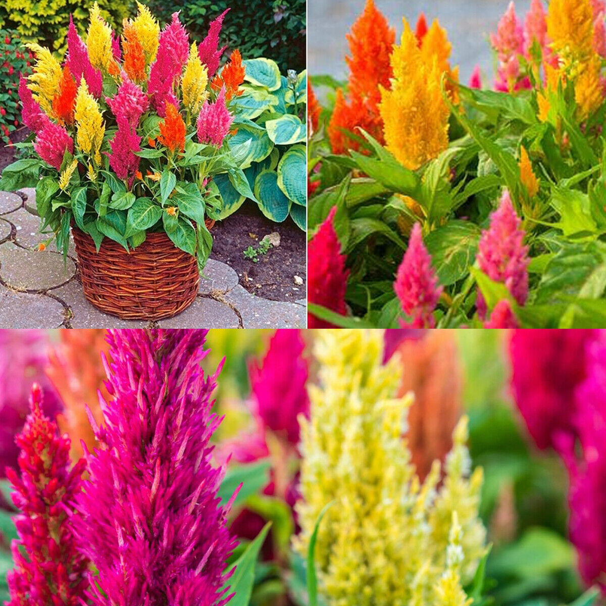 50 Rainbow Celosia Seeds Colourful British Cockscomb Plume Garden Flower to Grow