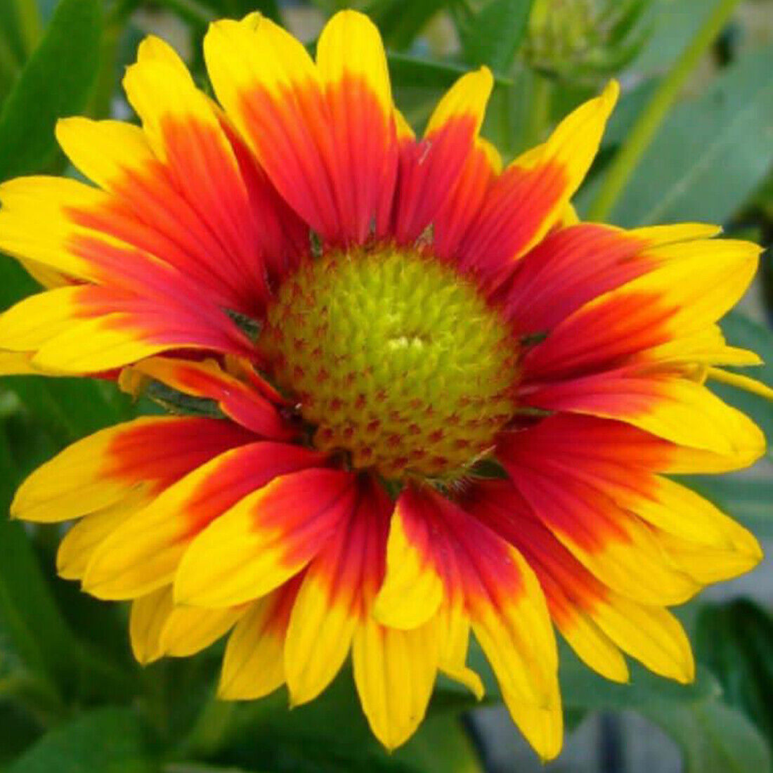 50 Giant Gaillardia Garden Flower Seeds to Plant Grow Coloured Meadow Wildflower