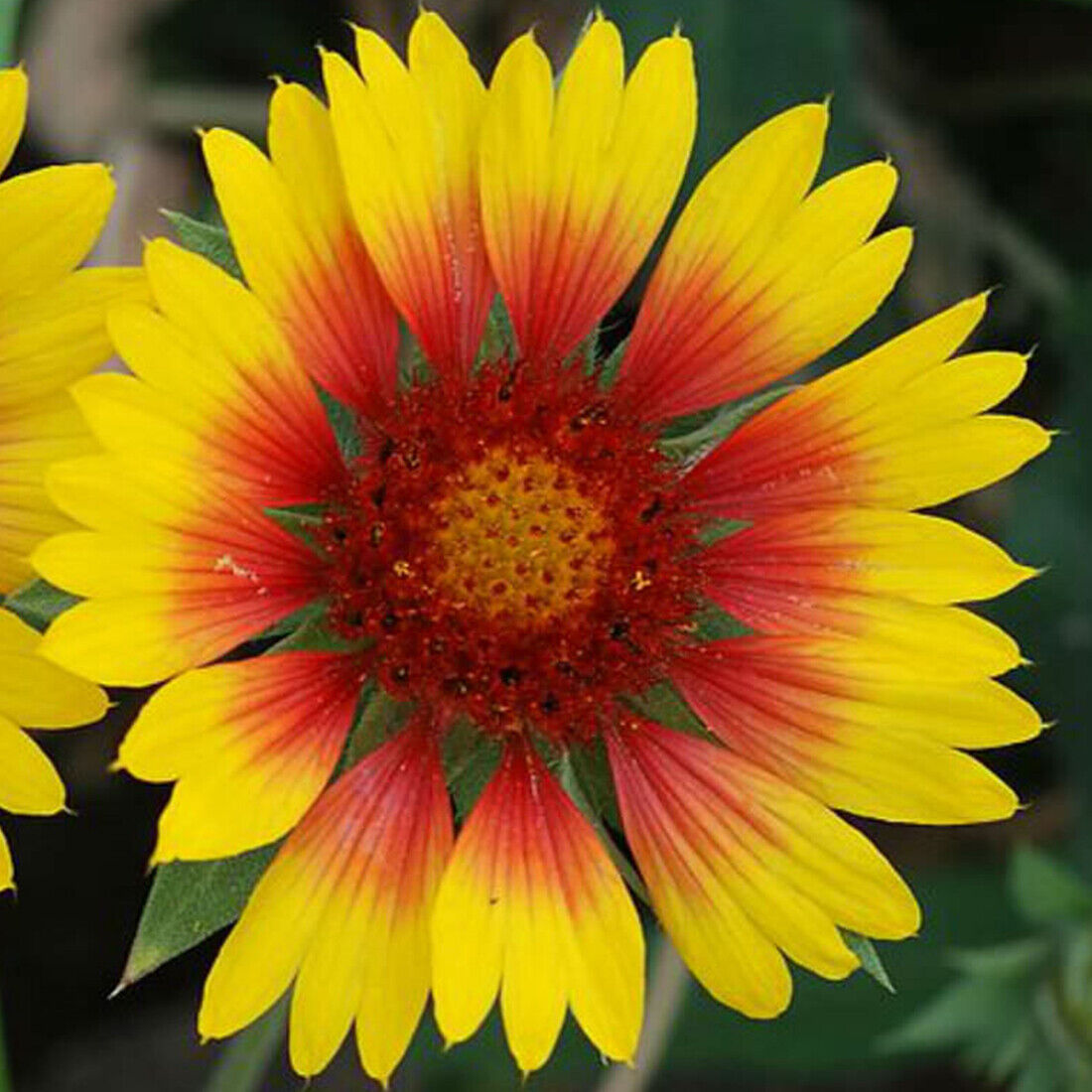 50 Giant Gaillardia Garden Flower Seeds to Plant Grow Coloured Meadow Wildflower