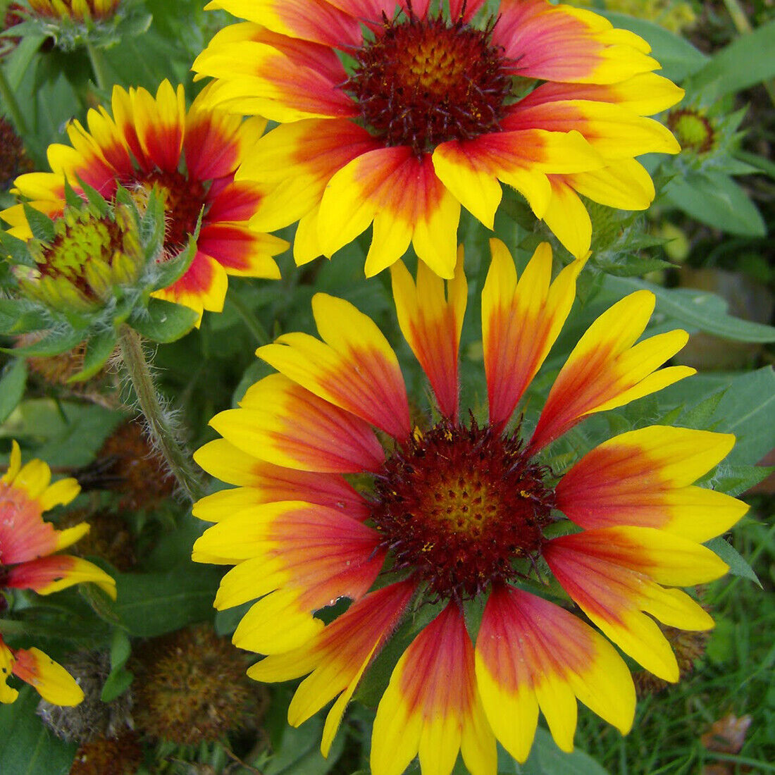 50 Giant Gaillardia Garden Flower Seeds to Plant Grow Coloured Meadow Wildflower