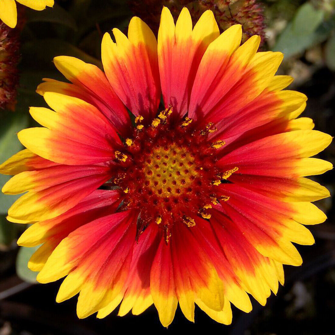 50 Giant Gaillardia Garden Flower Seeds to Plant Grow Coloured Meadow Wildflower