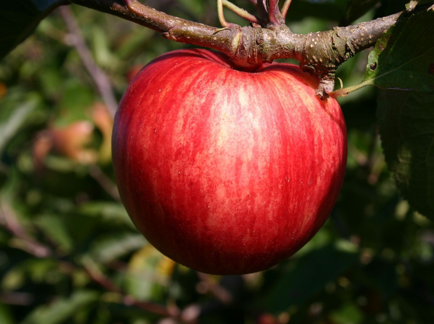 Red Devil Apple Tree 3-4ft Tall, Self-Fertile