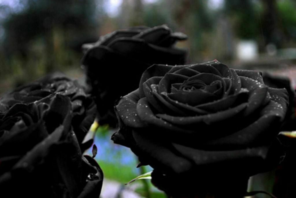 Rare Black Rose Flower Seeds 20pcs