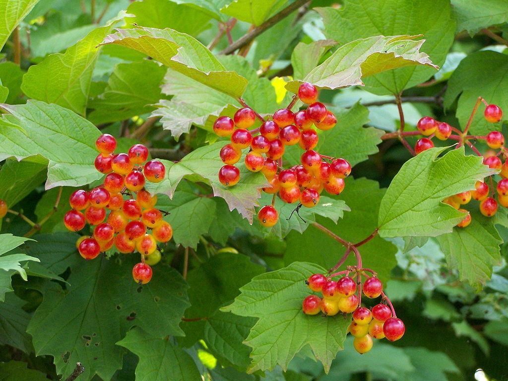 3 Viburnum opulus - Guelder Rose - 45cm tall - Better than bare root