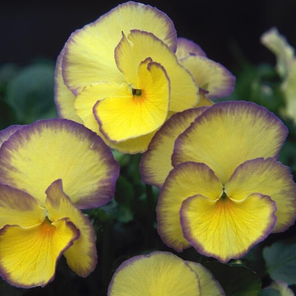 Viola etain plug plants garden yellow flowers evergreen scented pansy, pack of 3