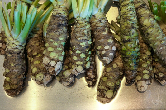 WASABI VIABLE SEEDS - JAPANESE HORSERADISH PLANT- 10 seeds