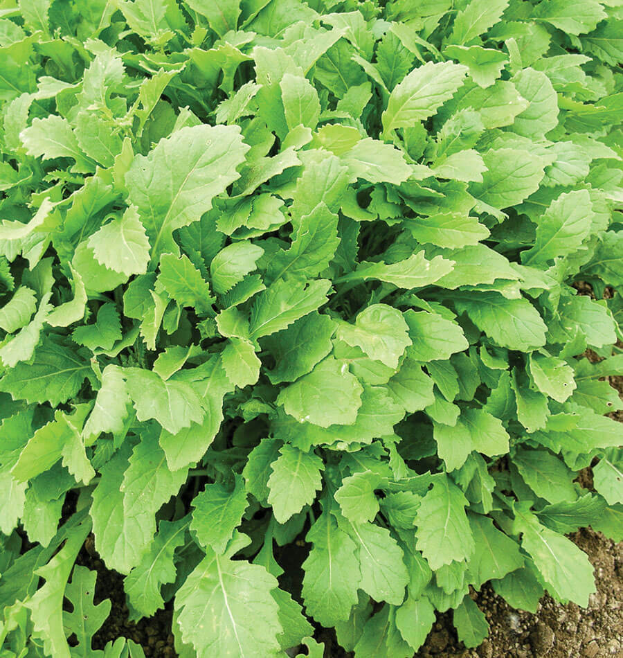 WASABI VIABLE SEEDS - JAPANESE HORSERADISH PLANT- 10 seeds