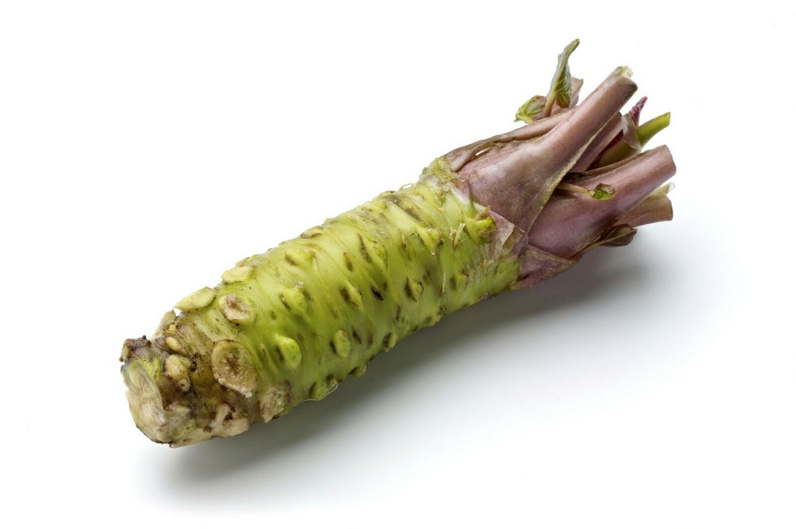 WASABI VIABLE SEEDS - JAPANESE HORSERADISH PLANT- 10 seeds