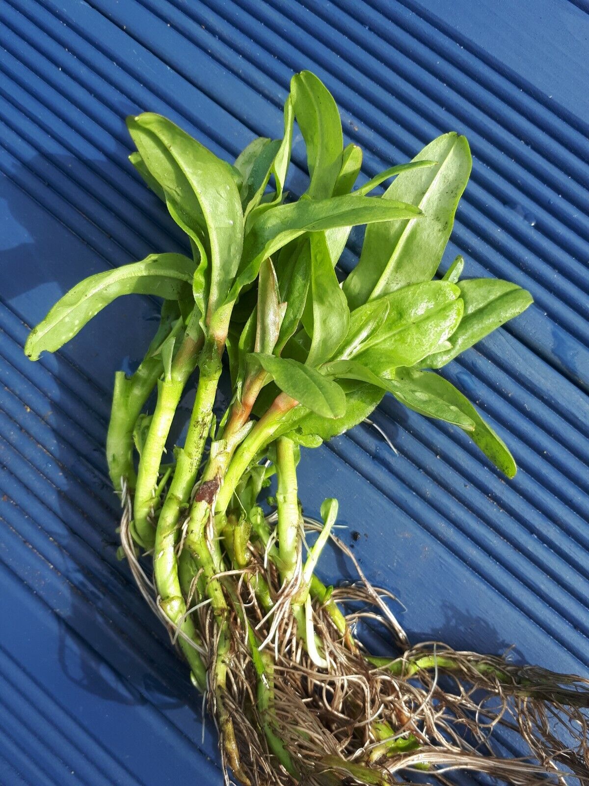 6 x stems Water Forget Me Not Myosotis palustris Pond Marginal Bog Plant