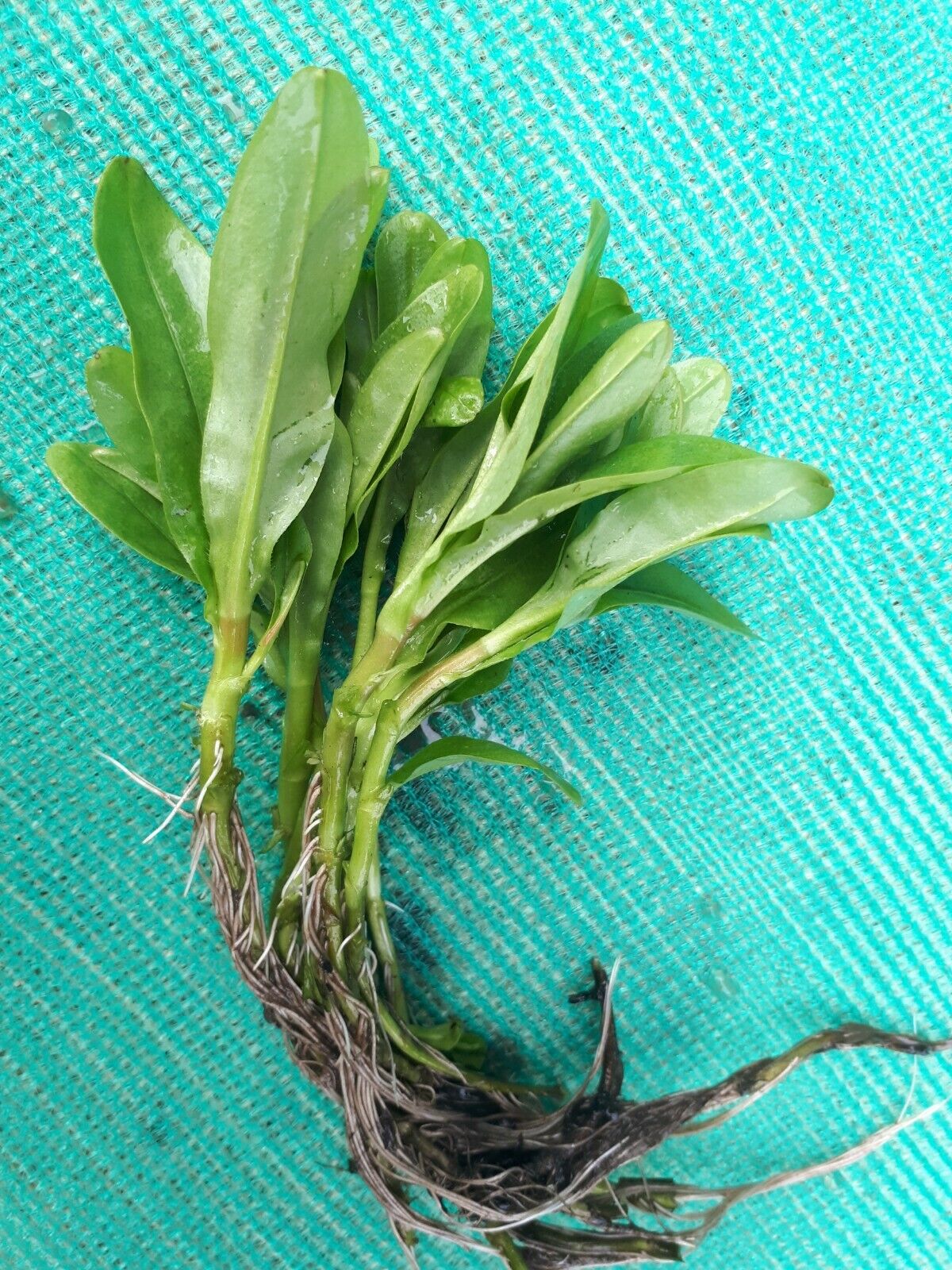 6 x stems Water Forget Me Not Myosotis palustris Pond Marginal Bog Plant