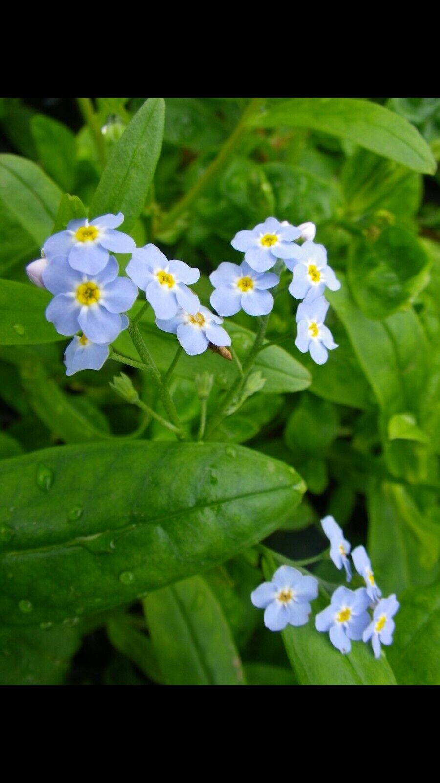 6 x stems Water Forget Me Not Myosotis palustris Pond Marginal Bog Plant