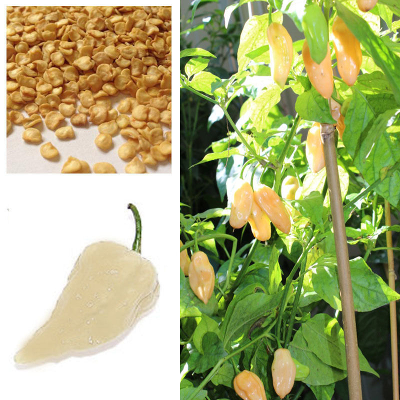 White Bhut Jolokia Hot Ghost Chilli Pepper 10 Seeds