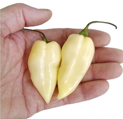 White Bhut Jolokia Hot Ghost Chilli Pepper 10 Seeds