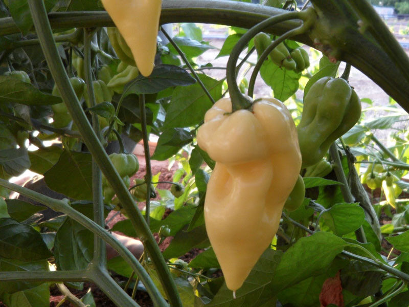 White Bhut Jolokia Hot Ghost Chilli Pepper 10 Seeds