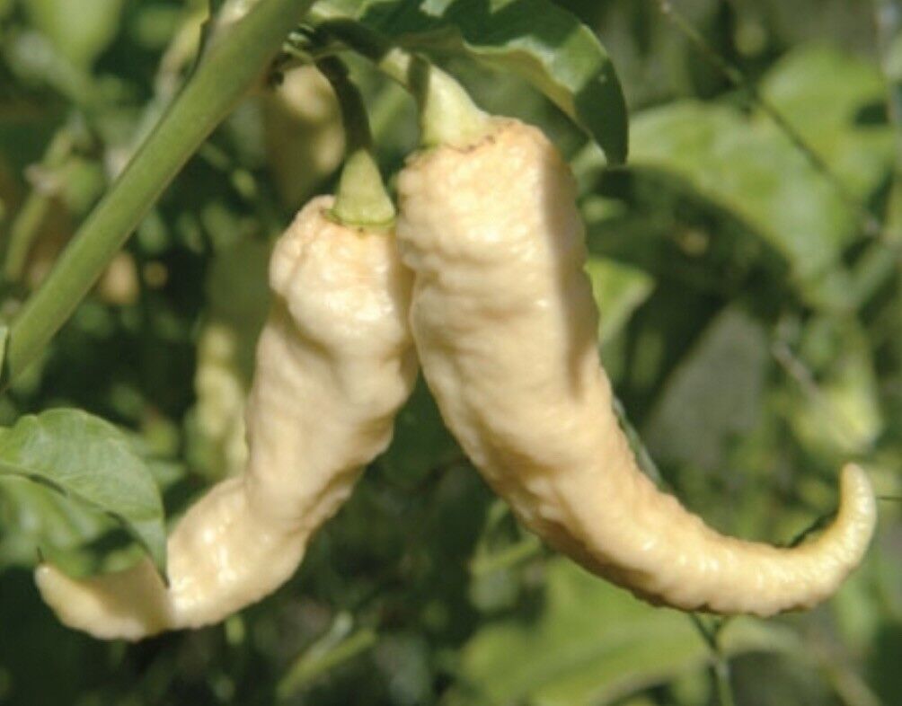 White Bhut Jolokia Hot Ghost Chilli Pepper 10 Seeds