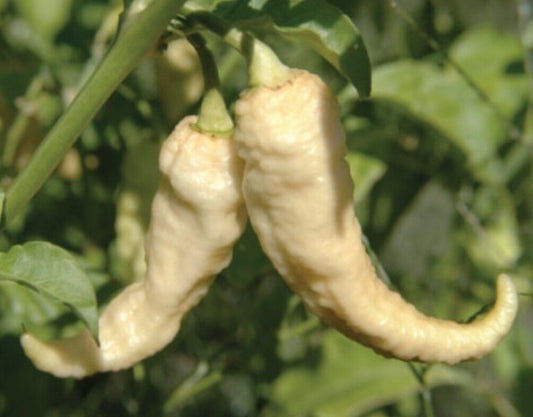 White Bhut Jolokia Hot Ghost Chilli Pepper 10 Seeds