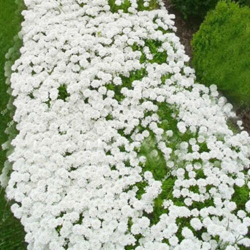 White Creeping Thyme Seeds