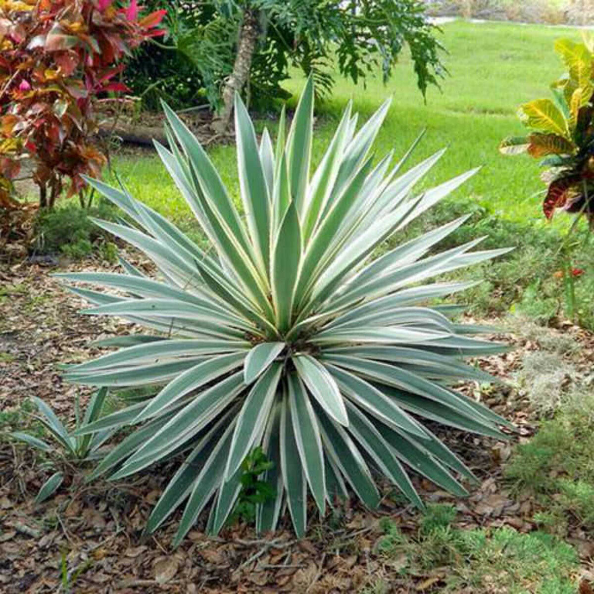 Yucca gloriosa Variegata-Spanish Dagger Plant in 9 cm pot