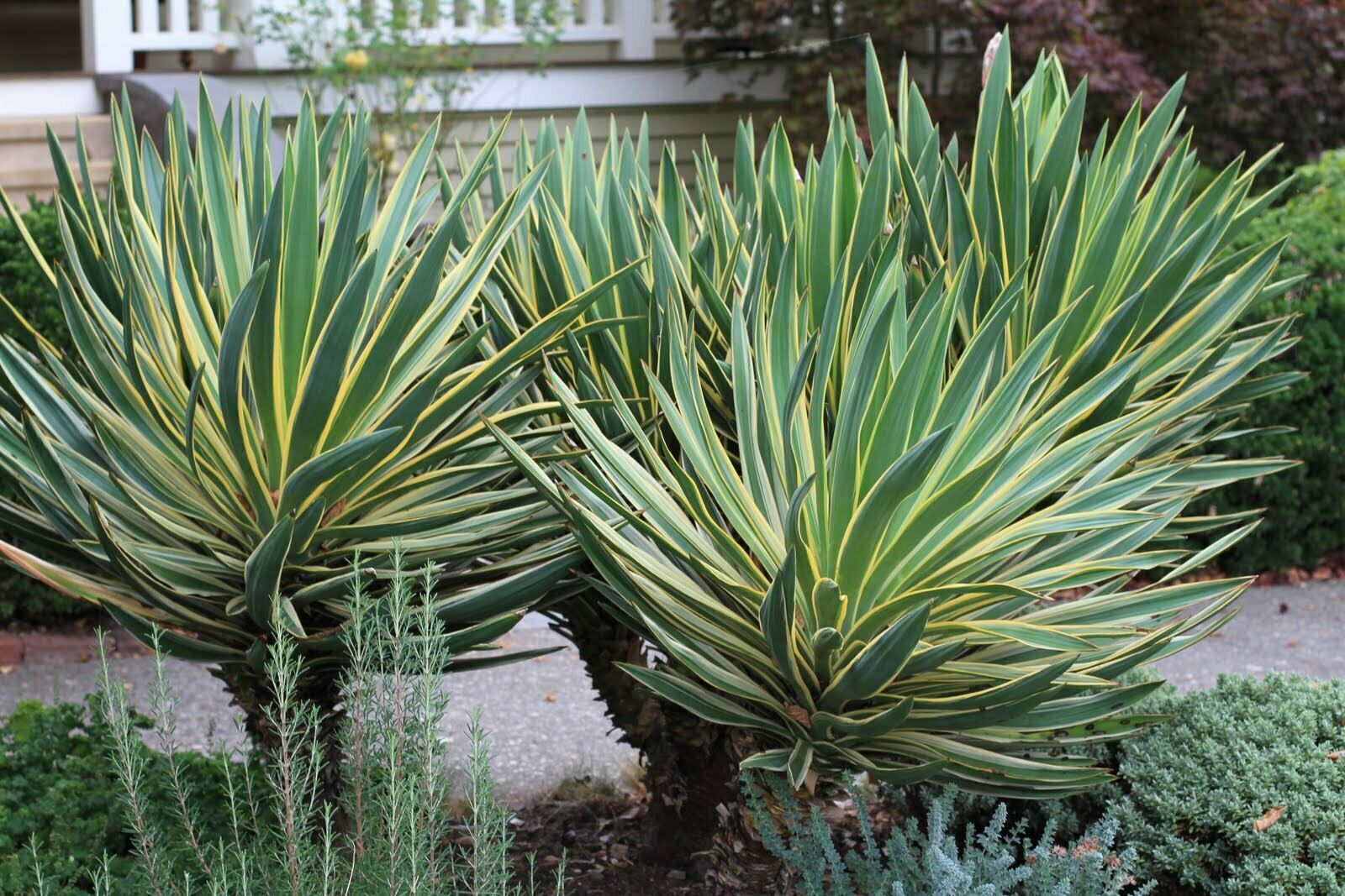 Yucca gloriosa Variegata-Spanish Dagger Plant in 9 cm pot