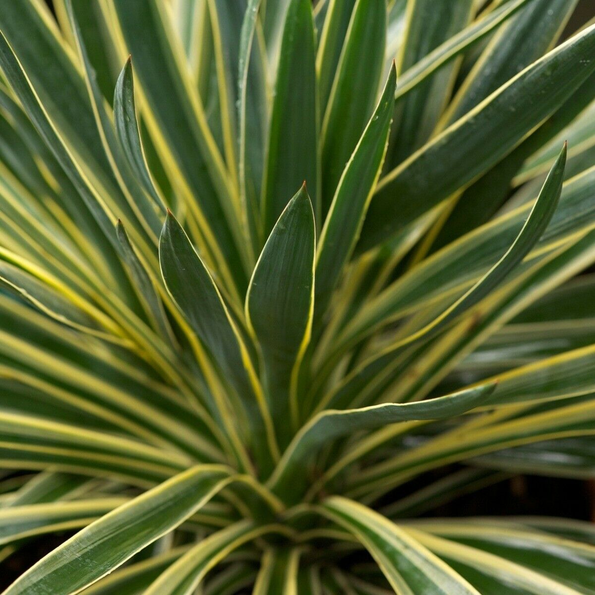 Yucca gloriosa Variegata-Spanish Dagger Plant in 9 cm pot