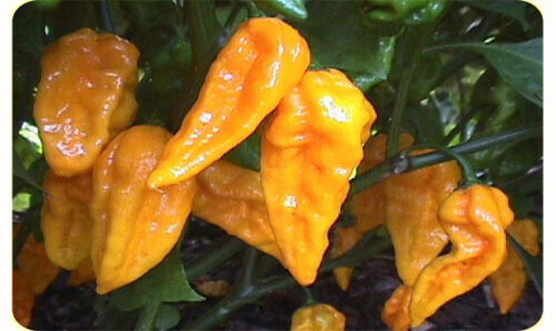 Hot Chilli Habanero Devils Tongue Yellow chilli seeds 10 Seeds