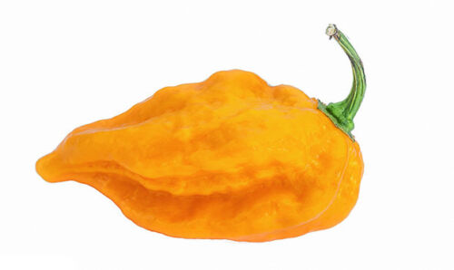 Hot Chilli Habanero Devils Tongue Yellow chilli seeds 10 Seeds