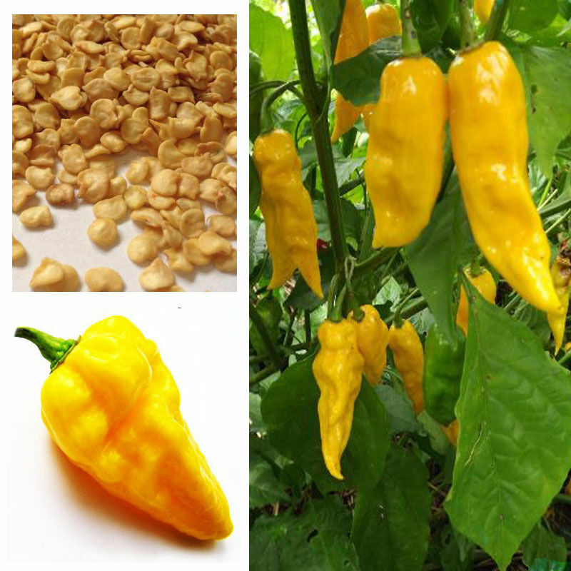 Hot Chilli Habanero Devils Tongue Yellow chilli seeds 10 Seeds