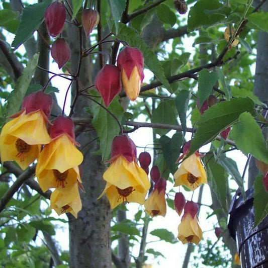 Abutilon Kentish Belle - Chinese lantern plant in 9 cm pot