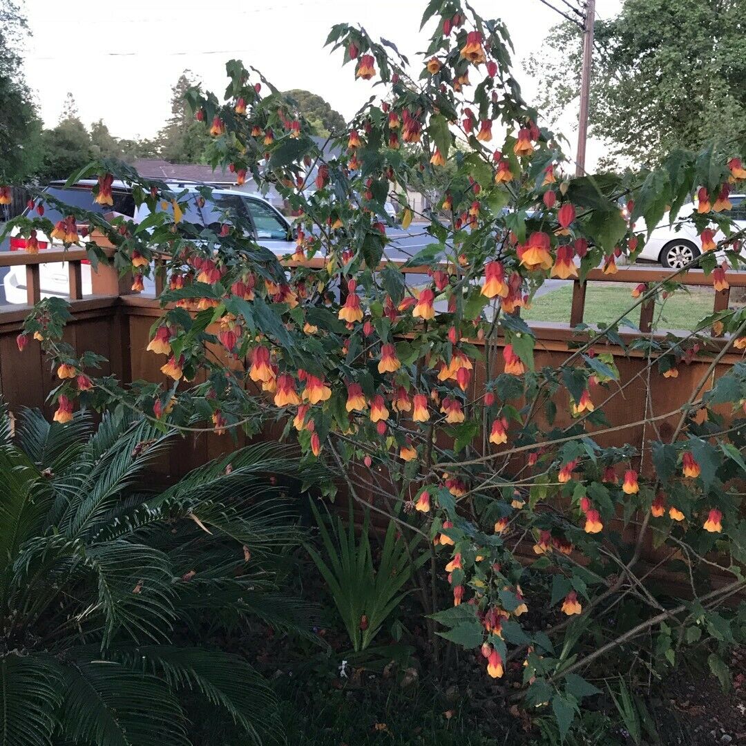 Abutilon Kentish Belle - Chinese lantern plant in 9 cm pot