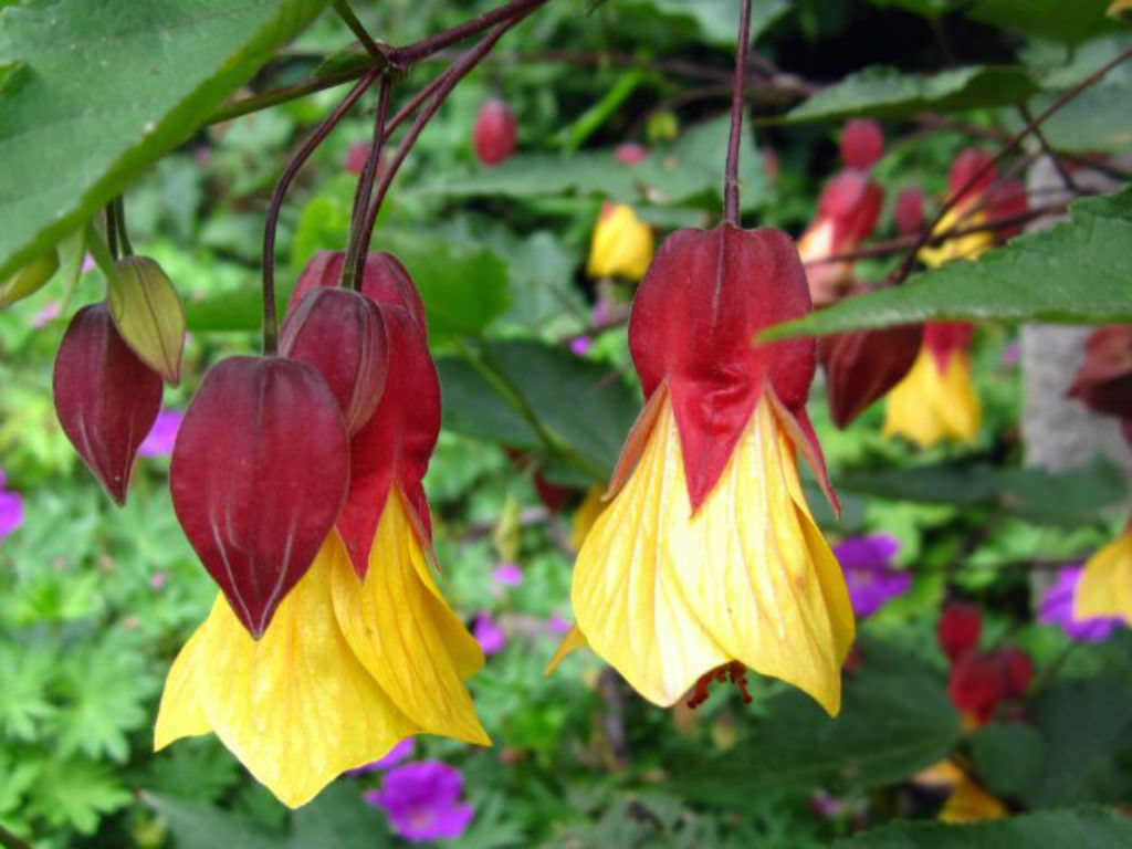 Abutilon Kentish Belle - Chinese lantern plant in 9 cm pot