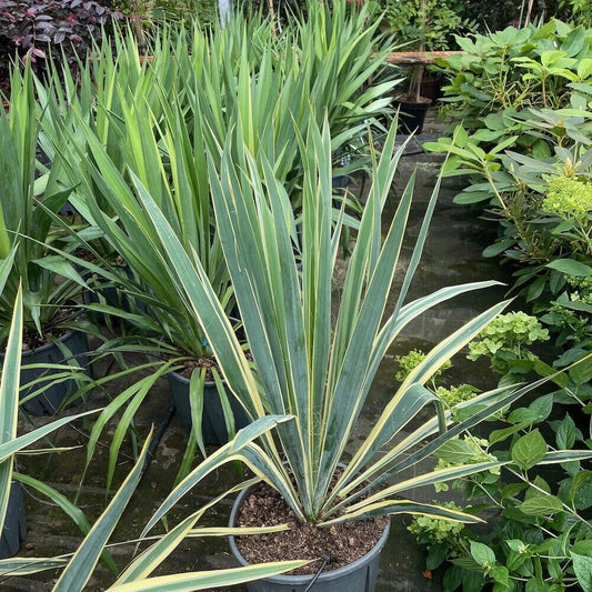 Yucca Filamentosa Bright Edge Outdoor Yucca Plant - Large Plants 10 Litre Pot