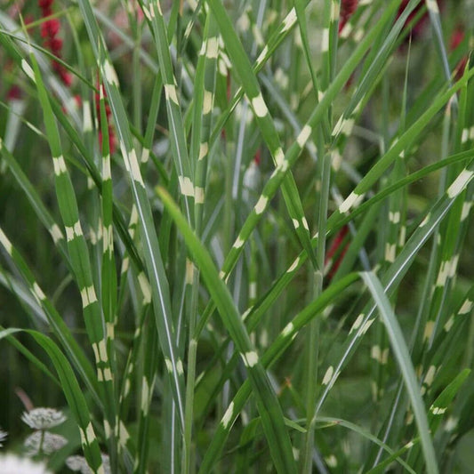 Miscanthus sinensis Zebrinus -Zebra Grass Plant in 9 cm pot