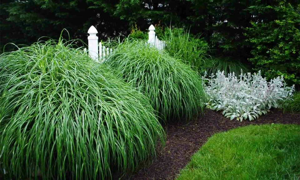 Miscanthus sinensis Zebrinus -Zebra Grass Plant in 9 cm pot